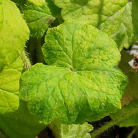Tellima grandiflora 'Purpurea'
